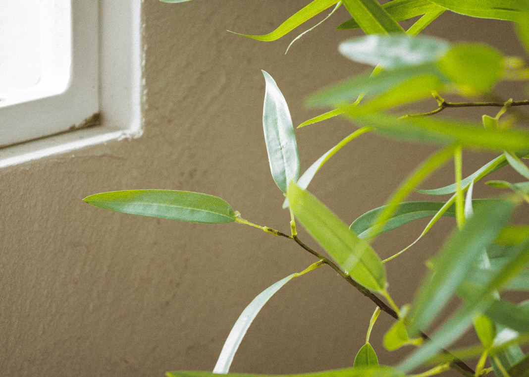 Эвкалипт EDG Enzo De Gasperi Арт.2300109A771