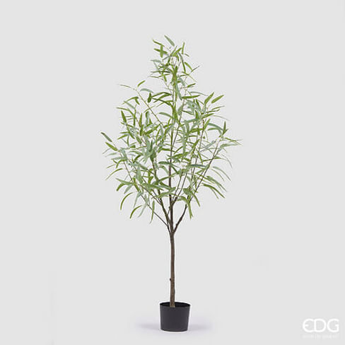 Эвкалипт EDG Enzo De Gasperi Арт.2300109A771