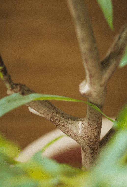 Эвкалипт EDG Enzo De Gasperi Арт.2300109A771