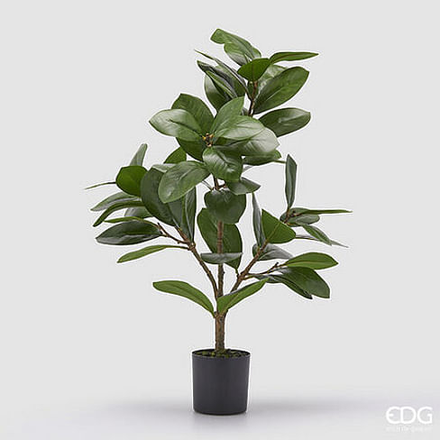 Фикус EDG Enzo De Gasperi Арт.2300121A700