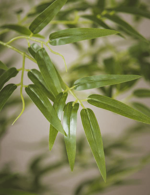 Бамбук EDG Enzo De Gasperi Арт.2300129A700