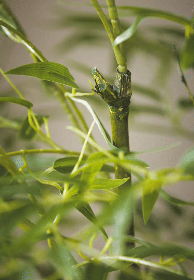 Бамбук EDG Enzo De Gasperi Арт.2300130A700