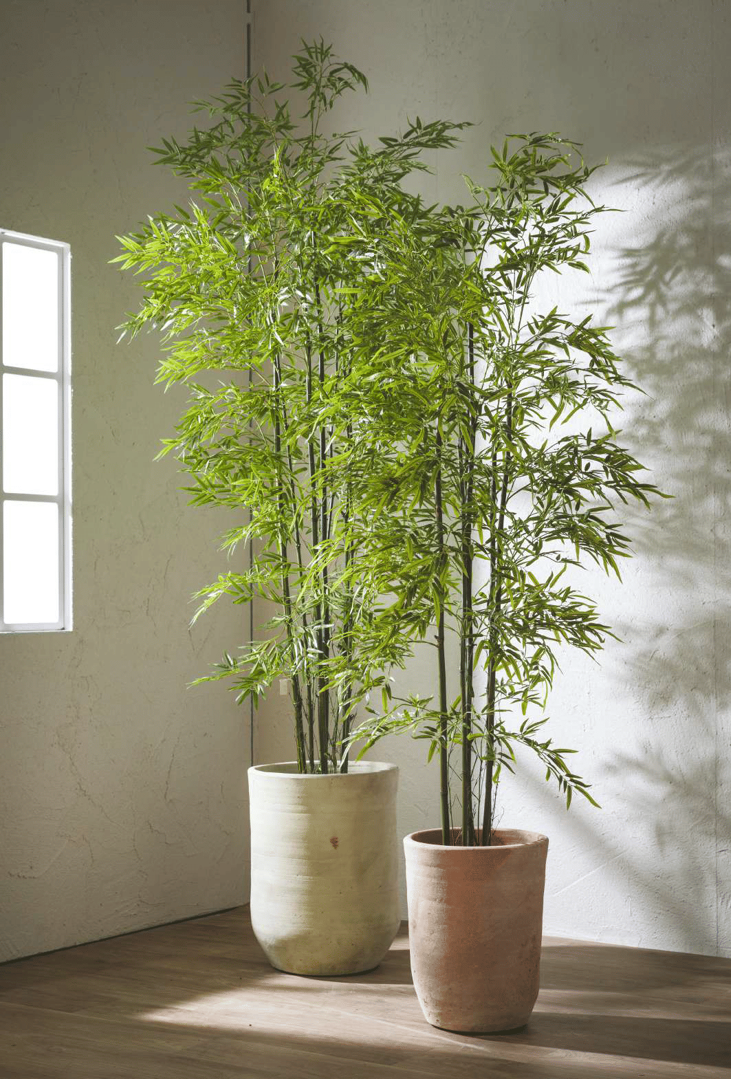 Бамбук EDG Enzo De Gasperi Арт.2300130A700