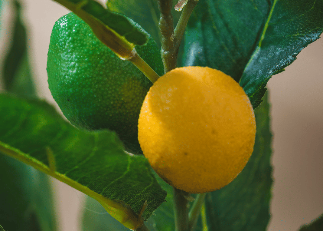 Лимонное дерево EDG Enzo De Gasperi Арт.2500011A799