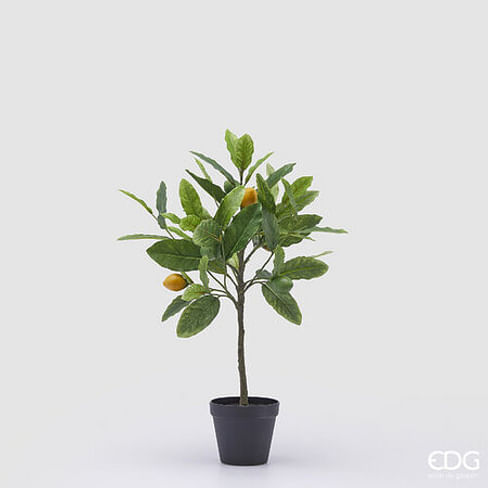 Лимонное дерево EDG Enzo De Gasperi Арт.2500011A799