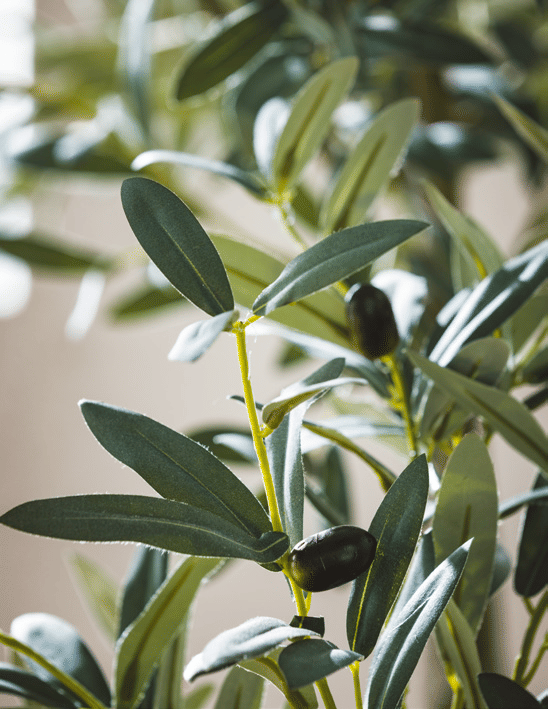 Оливковое дерево EDG Enzo De Gasperi Арт.2500021A700