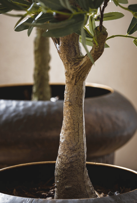 Оливковое дерево EDG Enzo De Gasperi Арт.2500022A700