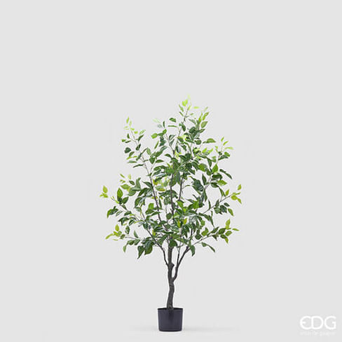 Фикус Бенджамина EDG Enzo De Gasperi Арт.2300106A700
