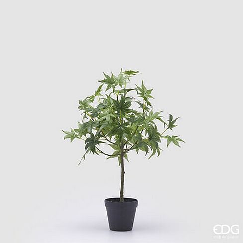 Клен EDG Enzo De Gasperi Арт.2300064A700
