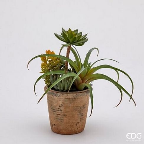 Суккуленты EDG Enzo De Gasperi Арт.232907,710