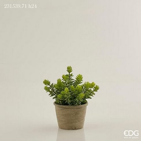 Суккуленты EDG Enzo De Gasperi Арт.231539,710