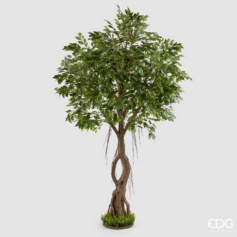 Фикус Бенджамина EDG Enzo De Gasperi Арт.232395,700