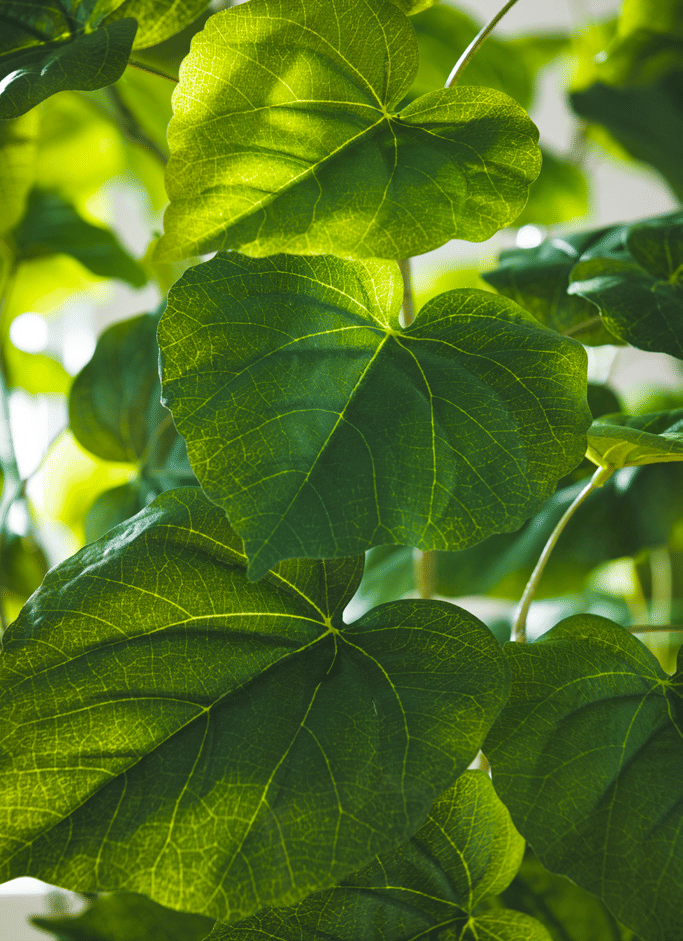 Павловния EDG Enzo De Gasperi Арт.233021,700