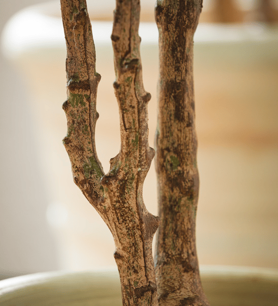 Павловния EDG Enzo De Gasperi Арт.233021,700