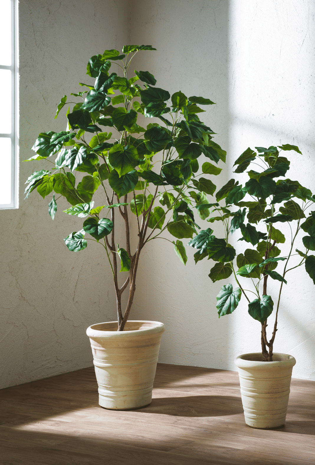 Павловния EDG Enzo De Gasperi Арт.233021,700