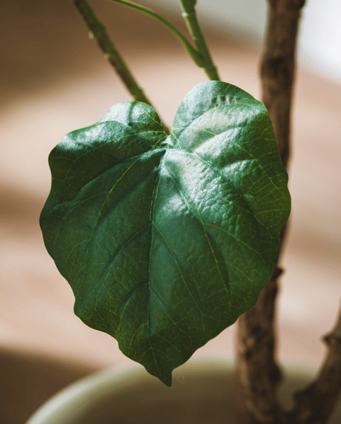 Павловния EDG Enzo De Gasperi Арт.233021,700