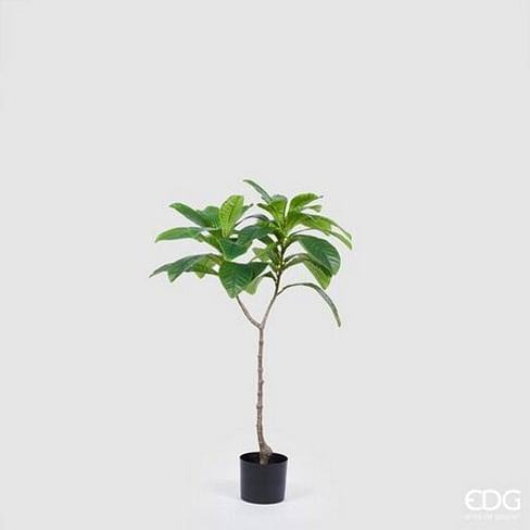 Элеокарпус EDG Enzo De Gasperi Арт.233000,700