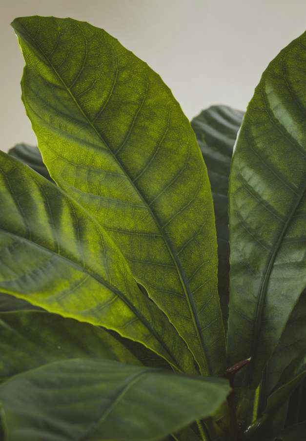 Элеокарпус EDG Enzo De Gasperi Арт.233001,700