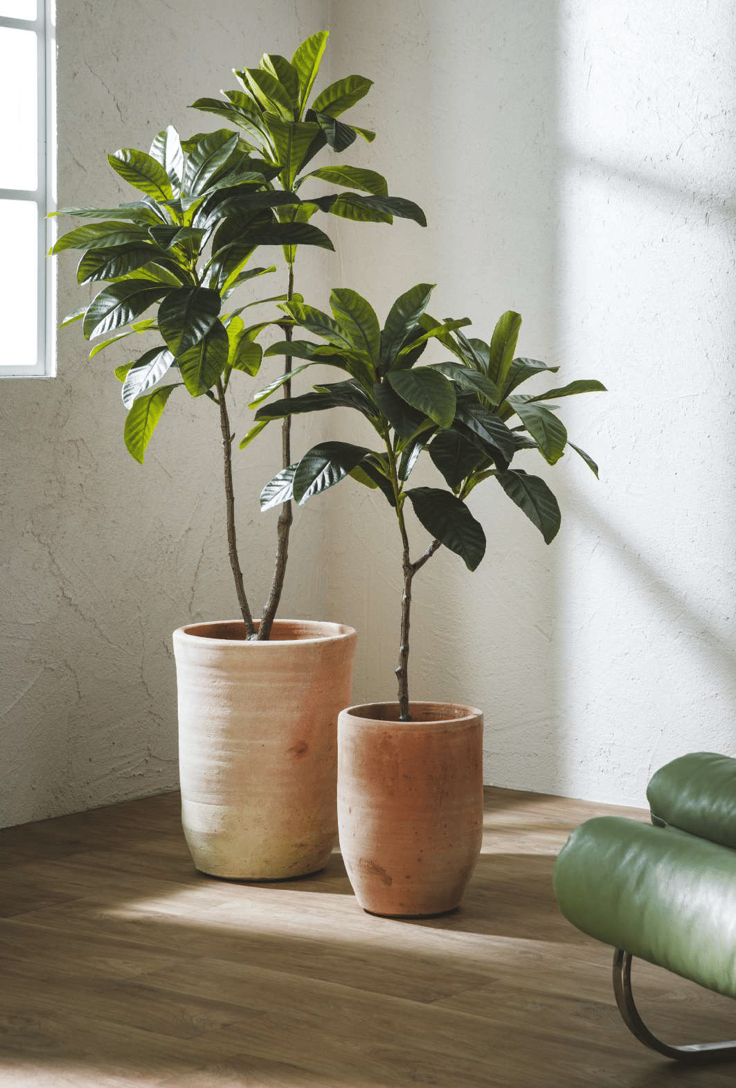 Элеокарпус EDG Enzo De Gasperi Арт.233001,700