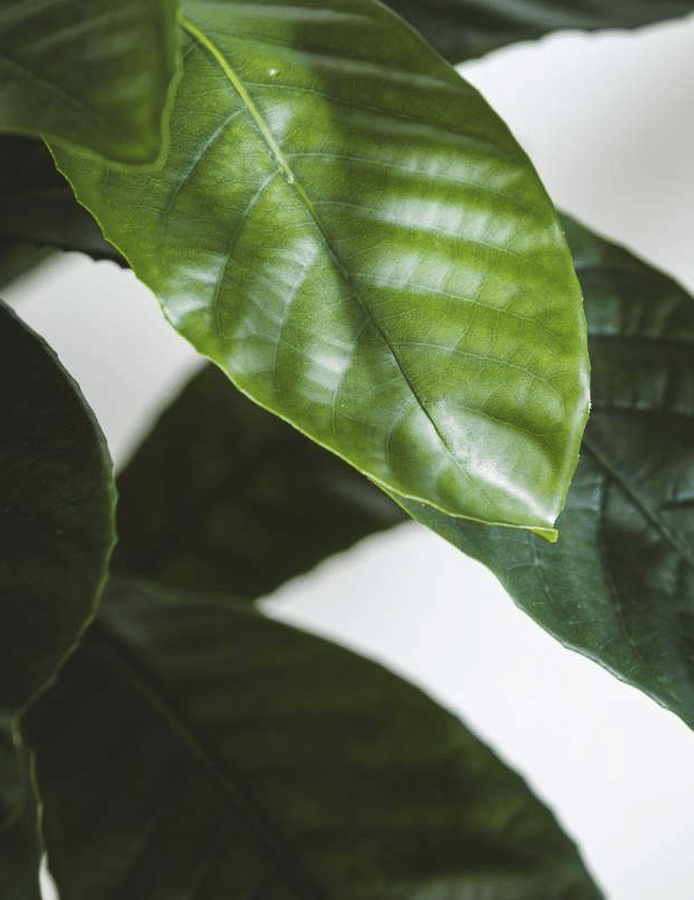 Элеокарпус EDG Enzo De Gasperi Арт.233001,700