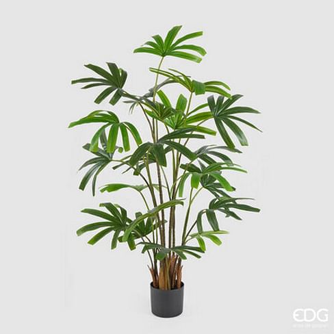 Пальма Рапис EDG Enzo De Gasperi Арт.233055,700