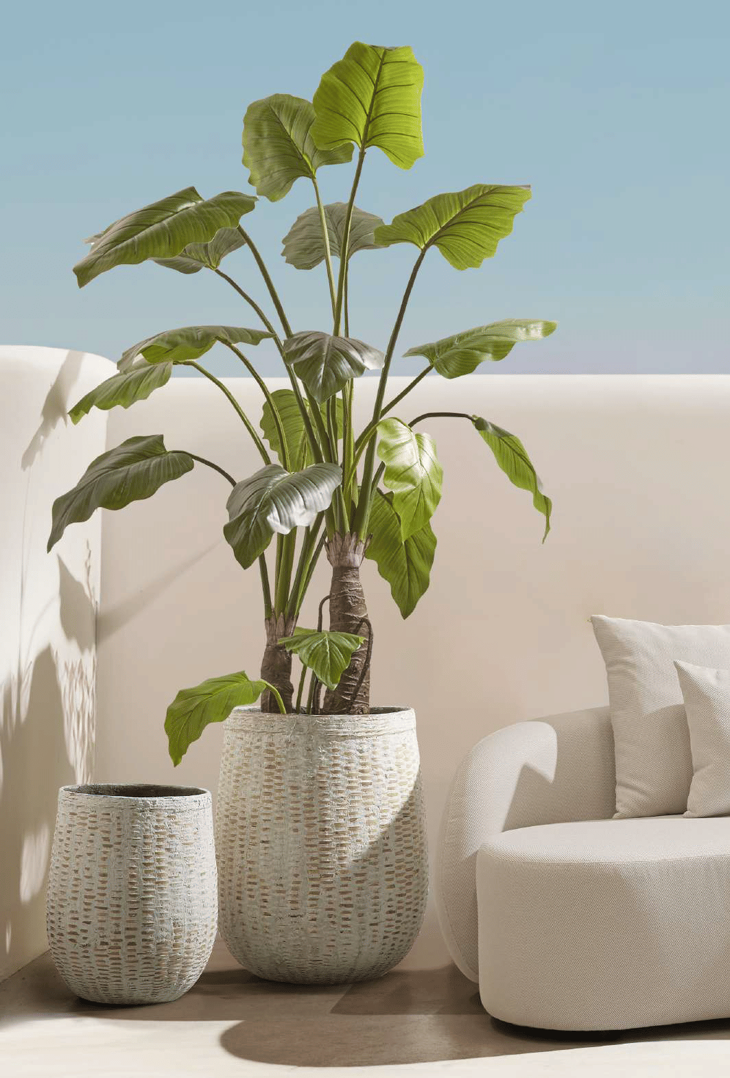 Алоказия EDG Enzo De Gasperi Арт.2300015A700