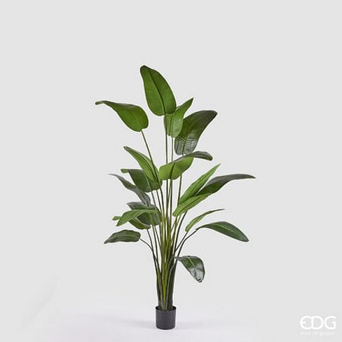 Стрелиция EDG Enzo De Gasperi Арт.2300007A700