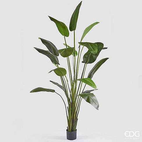 Стрелиция EDG Enzo De Gasperi Арт.2300008A700