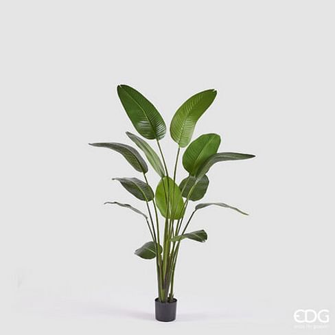 Стрелиция EDG Enzo De Gasperi Арт.2300006A700