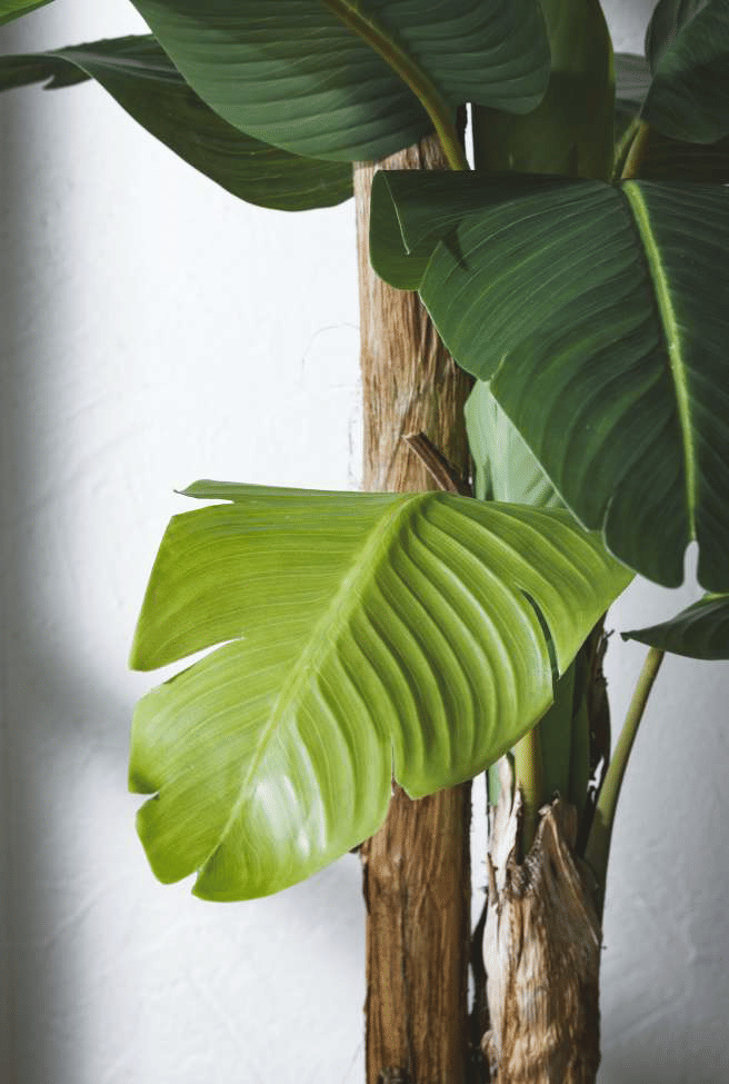 Банановая пальма EDG Enzo De Gasperi Арт.2300009A700