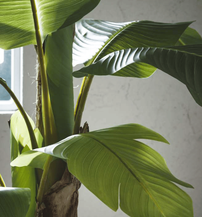 Банановая пальма EDG Enzo De Gasperi Арт.2300009A700