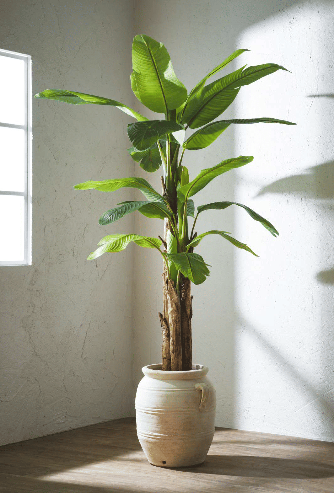 Банановая пальма EDG Enzo De Gasperi Арт.2300009A700