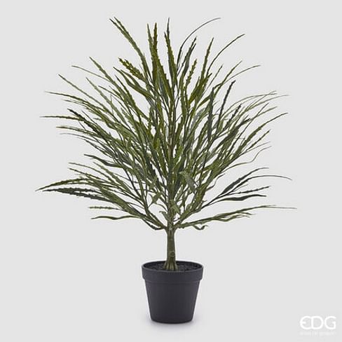 Эпифиллум EDG Enzo De Gasperi Арт.2300027A700