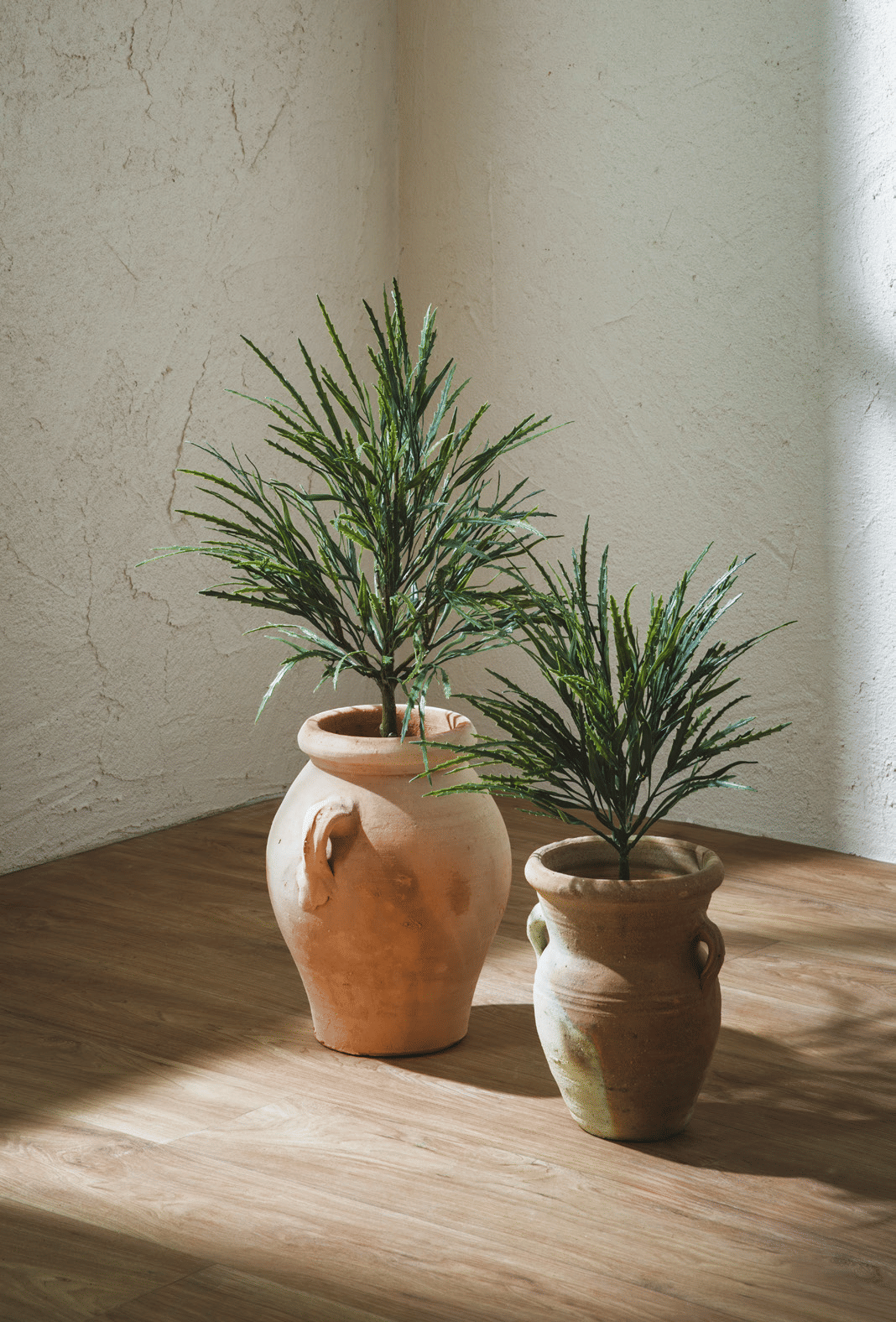 Эпифиллум EDG Enzo De Gasperi Арт.2300027A700