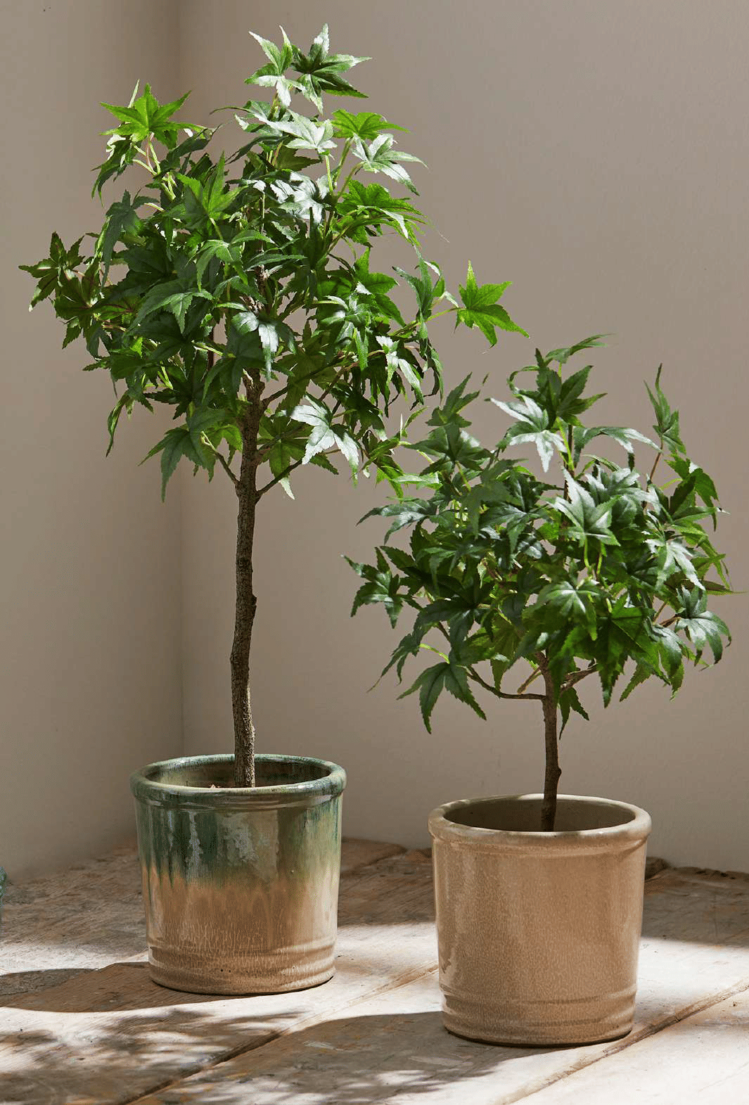 Клен EDG Enzo De Gasperi Арт.2300063A700