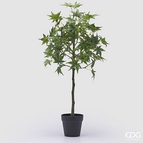 Клен EDG Enzo De Gasperi Арт.2300063A700