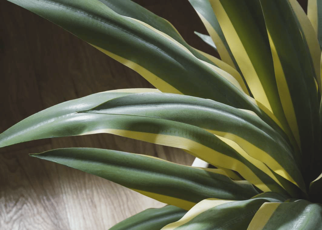 Агава EDG Enzo De Gasperi Арт.2300070A799