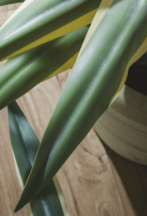 Агава EDG Enzo De Gasperi Арт.2300070A799