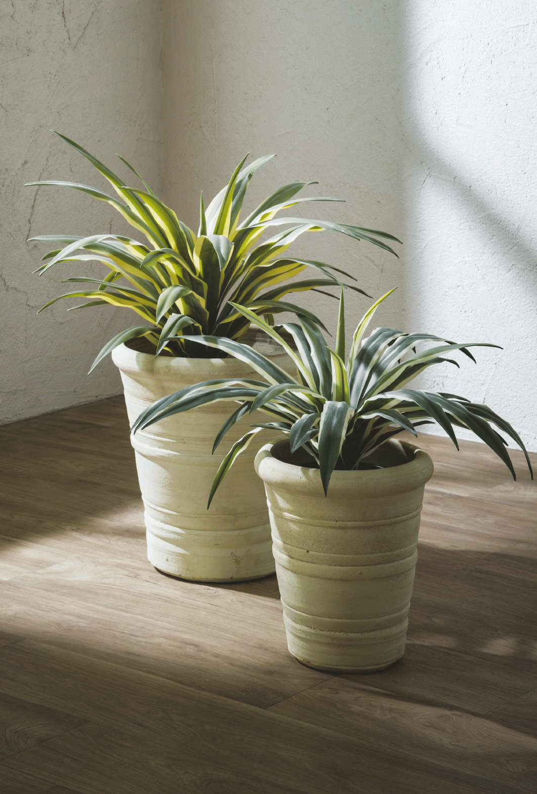 Агава EDG Enzo De Gasperi Арт.2300071A799