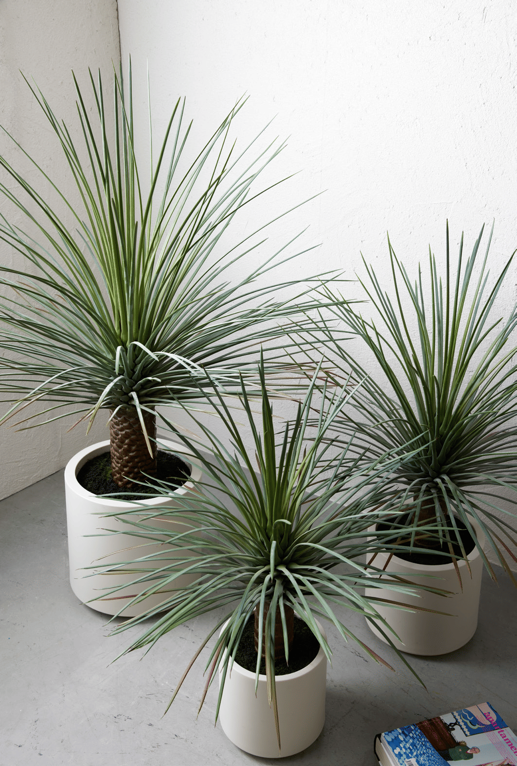 Юкка EDG Enzo De Gasperi Арт.2300097A700