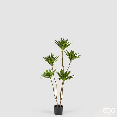 Юкка EDG Enzo De Gasperi Арт.2300287A771