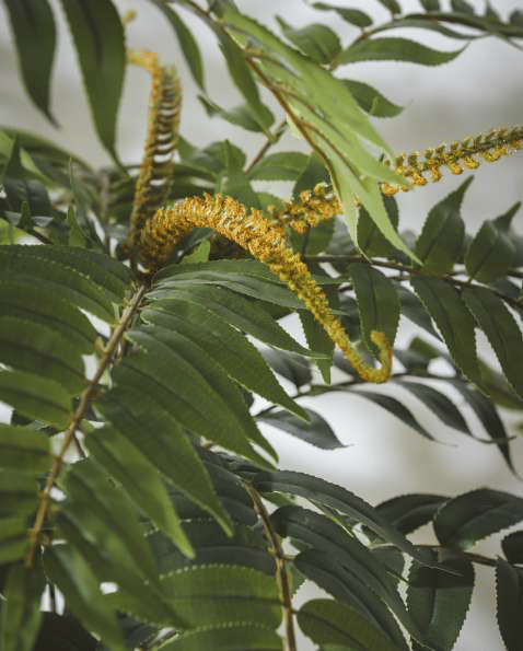 Айлант EDG Enzo De Gasperi Арт.2300188A700