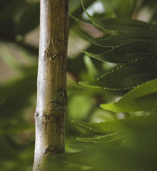 Айлант EDG Enzo De Gasperi Арт.2300188A700