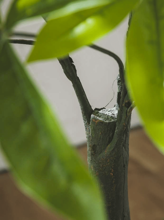 Пахира EDG Enzo De Gasperi Арт.2300192A700