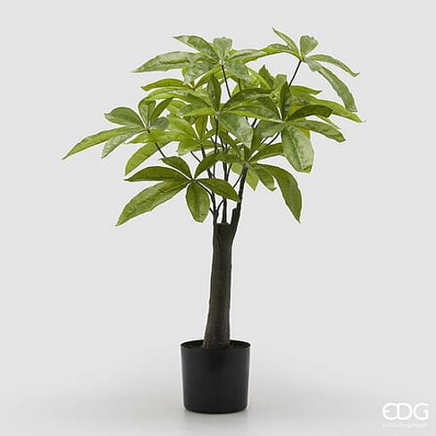 Пахира EDG Enzo De Gasperi Арт.2300192A700