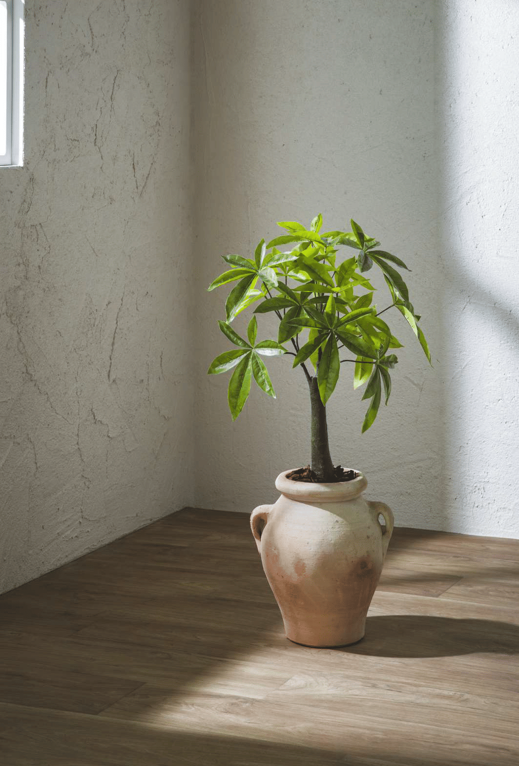 Пахира EDG Enzo De Gasperi Арт.2300192A700