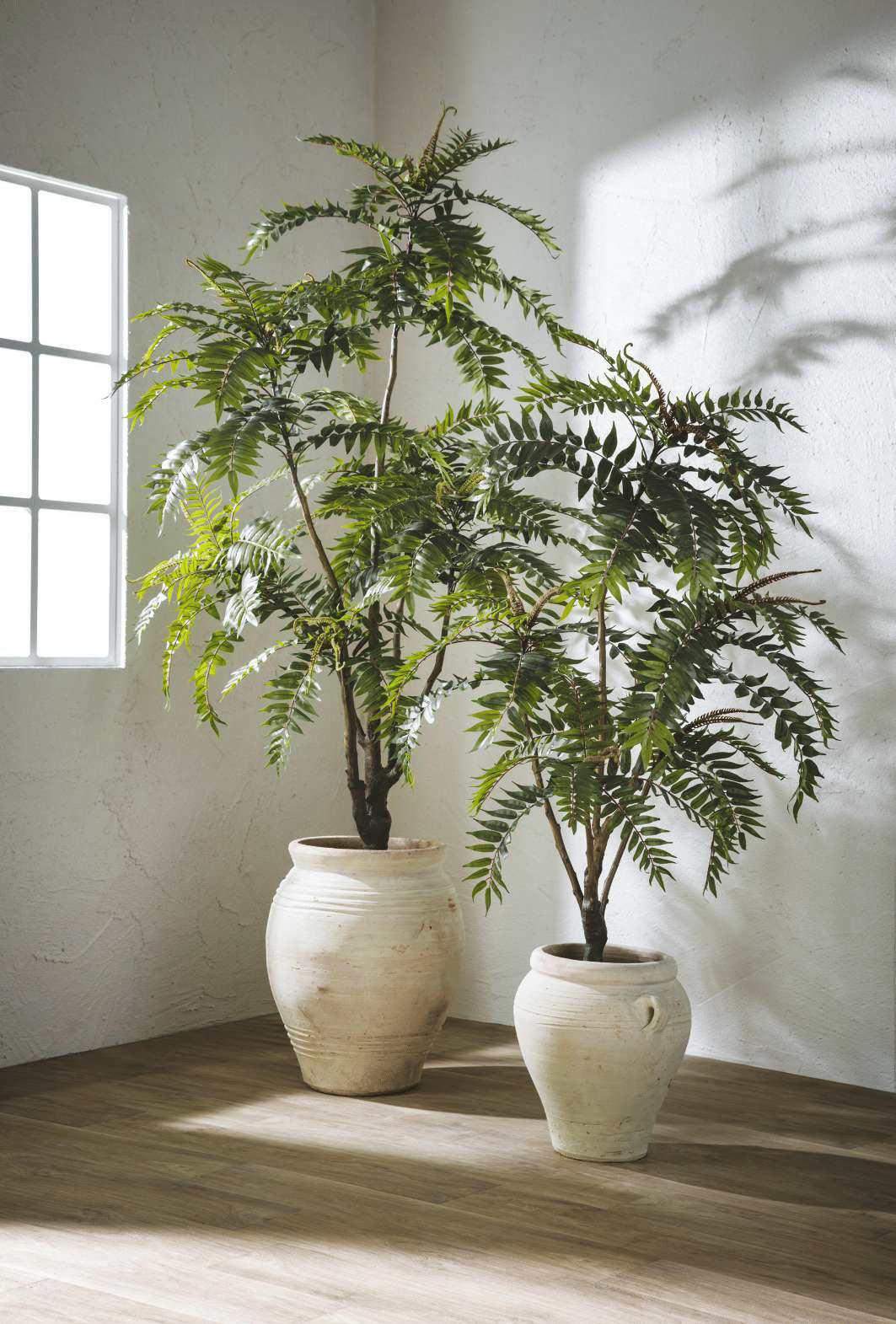 Айлант EDG Enzo De Gasperi Арт.2300187A700