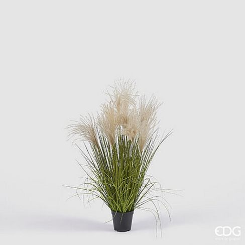 Овсяница EDG Enzo De Gasperi Арт.2300213A170