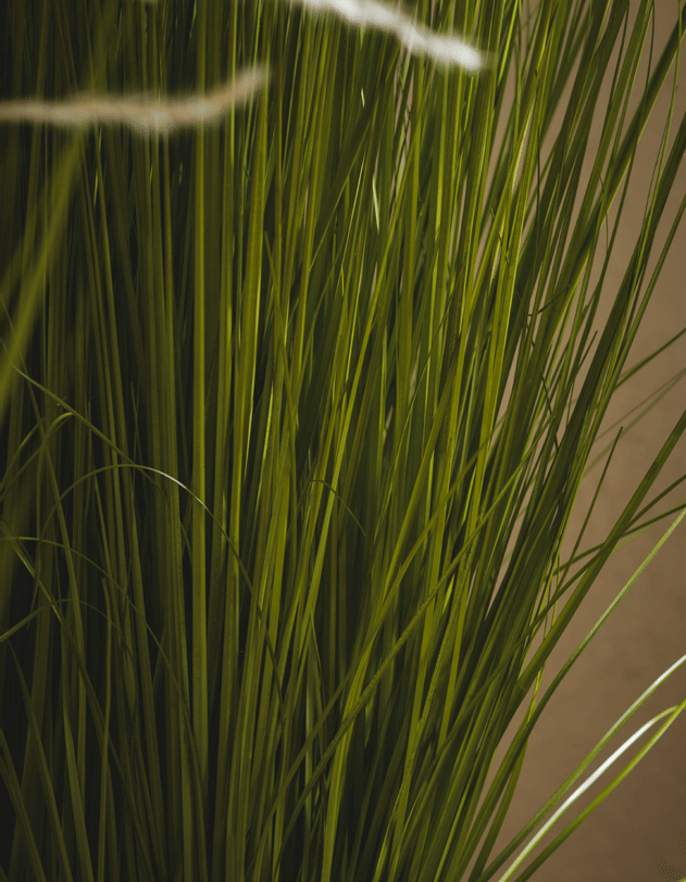 Овсяница EDG Enzo De Gasperi Арт.2300212A170