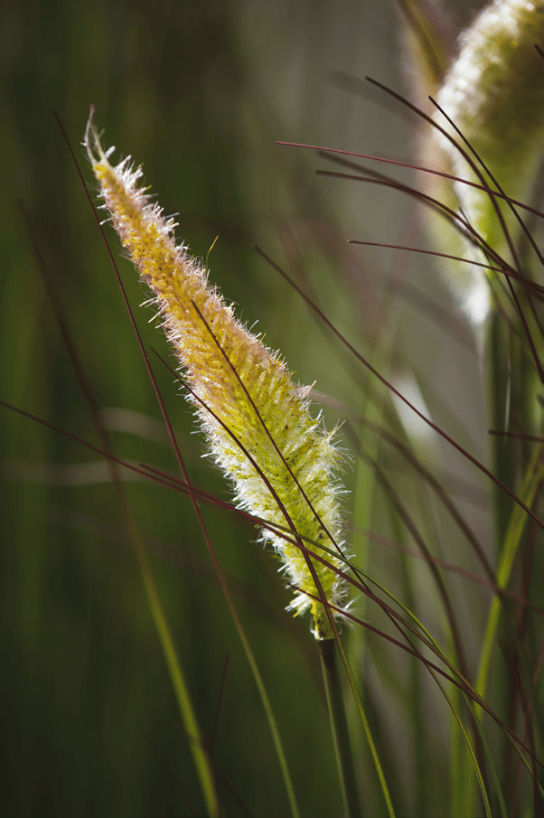Овсяница EDG Enzo De Gasperi Арт.2300217A771